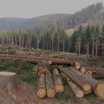 M&B Landscape Tree and Property Maintenance - a pile of cut logs - Tree Services Near Me M&B Landscape Tree and Property Maintenance - a pile of cut logs - Tree Services Near Me