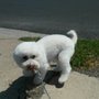 Photo of La Pooch