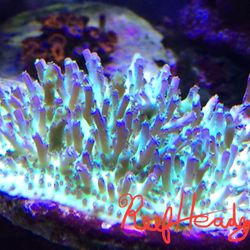 Reeves Reef Lime-Aid Acro