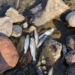 Cooper Lake - Trout that were caught