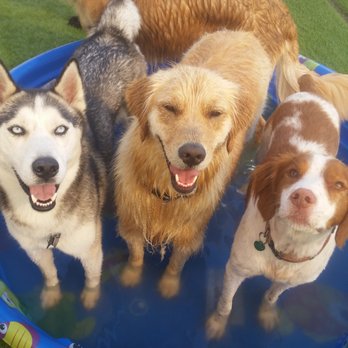 Sniffer Station - Pet Training Near Me - Highland, Michigan Sniffer Station - Pet Training Near Me - Highland, Michigan