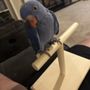 Photo of Rainers Lovebird