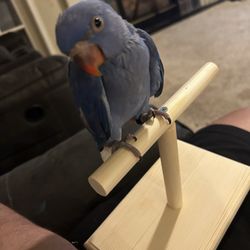 Rainers Lovebird - Or chill at home