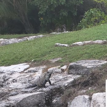 Zona Arqueológica El Rey - Iguanas are everywhere in here - Landmarks & Historical Buildings Near Me - Cancún, ROO Zona Arqueológica El Rey - Iguanas are everywhere in here - Landmarks & Historical Buildings Near Me - Cancún, ROO