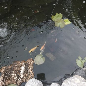 Beach Cities Aquatics - Aquarium Services Near Me Beach Cities Aquatics - Aquarium Services Near Me