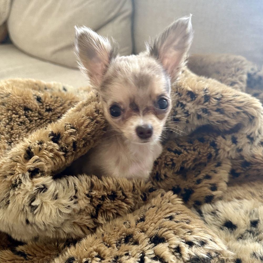 Uey's Chihuahuas - Long haired Chihuahua puppy - Pet Breeders Near Me - Summerfield, Florida Uey's Chihuahuas - Long haired Chihuahua puppy - Pet Breeders Near Me - Summerfield, Florida