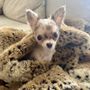 Photo of Uey's Chihuahuas