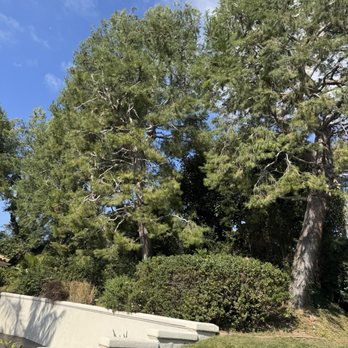Pena Tree Service - Pine trees - Tree Services Near Me