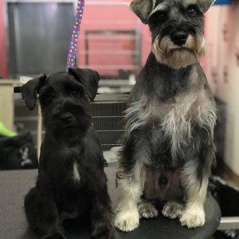 Pet Styles By Stacy - Pet Groomers Near Me - Marysville, California Pet Styles By Stacy - Pet Groomers Near Me - Marysville, California