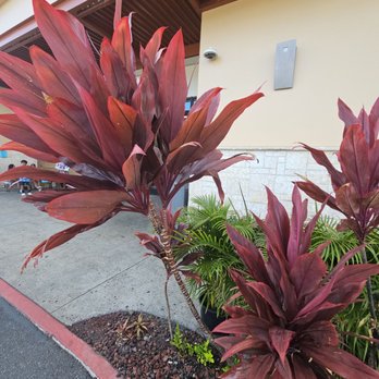 Safeway - 11-3-24. Colorful plant - Grocery Near Me - Honolulu, Hawaii
