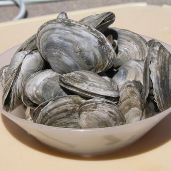 Daily Catch Seafood - Fresh Maine Steamers!! Super Clean!! - Seafood Markets Near Me - Smithfield, Rhode Island
