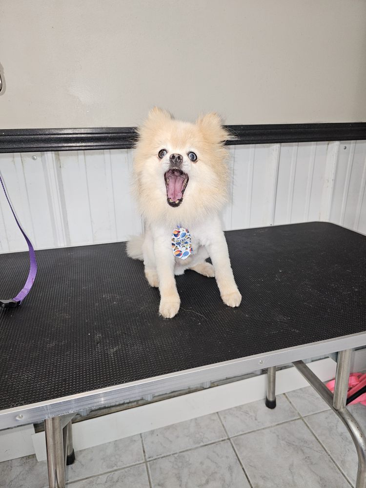 Three Doods - pet boarding facility in Broussard, LA
