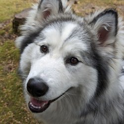 Dynamite Doggies! - Gorgeous Nova!