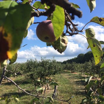 Lewin Farms - Apple Trees - Pick Your Own Farms Near Me - Calverton, New York Lewin Farms - Apple Trees - Pick Your Own Farms Near Me - Calverton, New York