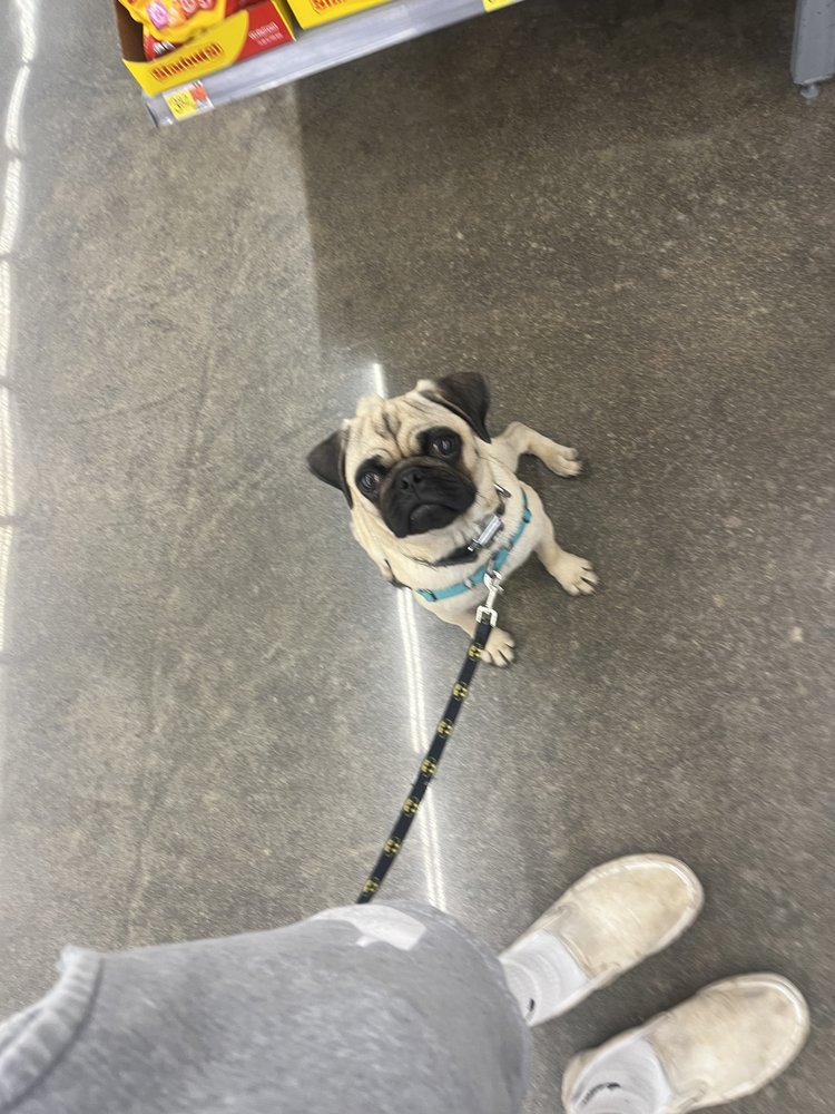 HORNTAIL KENNELS Updated October 2024 Snellville, Pet