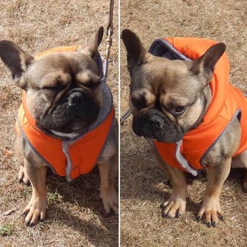 Refined Canines Dog Training - Training takes dedication all year round. Bundle up your little pup and use the distractions outside to advance your training. - Pet Training Near Me Refined Canines Dog Training - Training takes dedication all year round. Bundle up your little pup and use the distractions outside to advance your training. - Pet Training Near Me