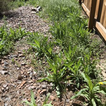 Side by Side Pest Control - Weed control is needed here.  Don't you think so? - Pest Control Near Me
