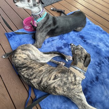 Crooked Hammock Brewery - Puppies like the food and the atmosphere - New American Near Me - Lewes, Delaware