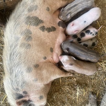 SoCalMiniPigs - Pet Breeders Near Me - Valley Center, California SoCalMiniPigs - Pet Breeders Near Me - Valley Center, California