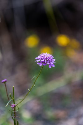 University of California Botanical Garden by null