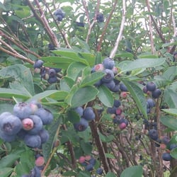 Beulah Berries