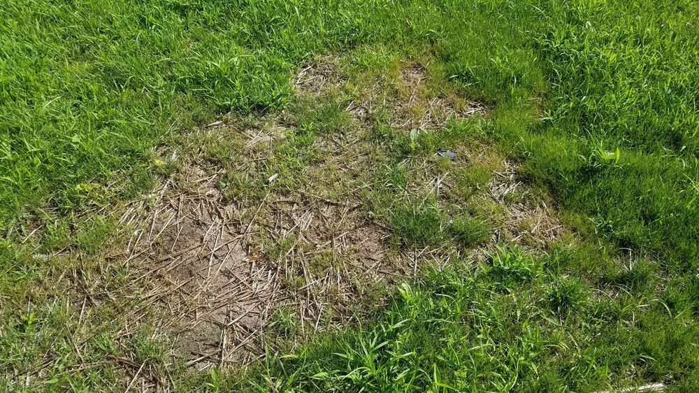 BERGMANN LANDSCAPE & DESIGN Updated October 2024 49783 Meadow Oak