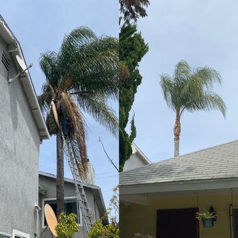 Pacific Tree Care - Palm Tree Trimming - Tree Services Near Me - Santa Monica, California Pacific Tree Care - Palm Tree Trimming - Tree Services Near Me - Santa Monica, California
