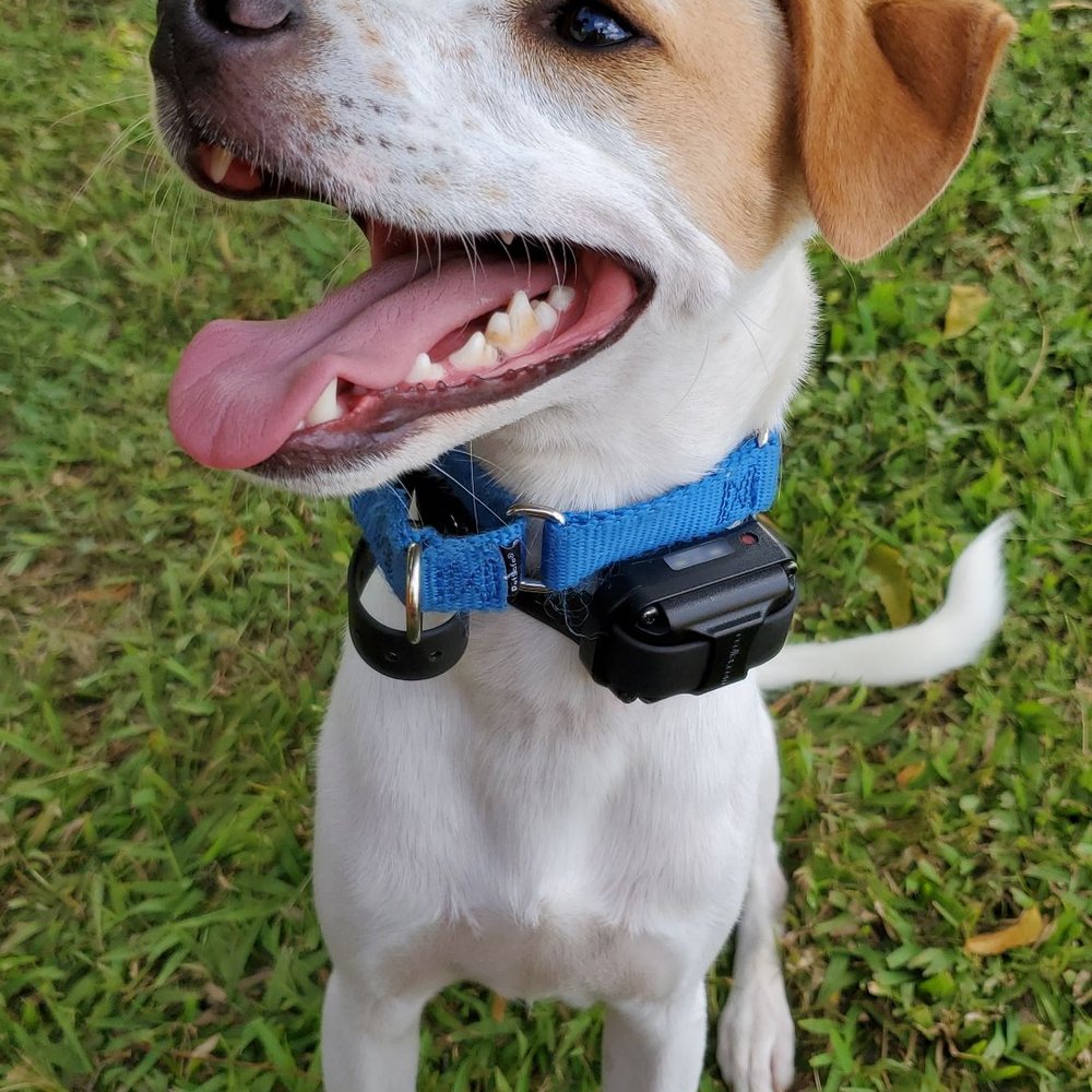 Mokupuni Paws - So happy! - Pet Training Near Me Mokupuni Paws - So happy! - Pet Training Near Me