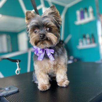 Nichole's Loving Cuts - @nicholeslovingcuts - Pet Groomers Near Me - Murrieta, California Nichole's Loving Cuts - @nicholeslovingcuts - Pet Groomers Near Me - Murrieta, California