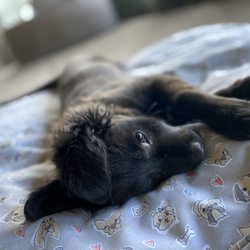 The Ontario Rescue - Arthur being his adorable self