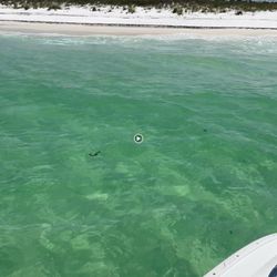 Panama City Dolphin Seafari Tours
