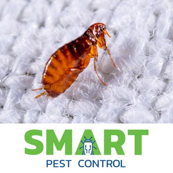 Smart Pest Control - Pest Control Near Me - Irvine, California