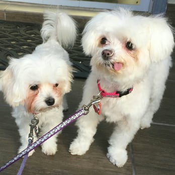 Doggie Bath-O-Matt - Pet Groomers Near Me - San Francisco, California