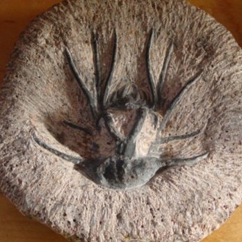 Santerre's Stones 'n Stuff - Trilobite - Jewelry Near Me - Epping, New Hampshire