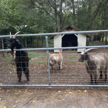 Beasley Farm - Farms Near Me - Brooksville, Florida