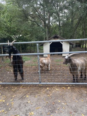 Beasley Farm by null