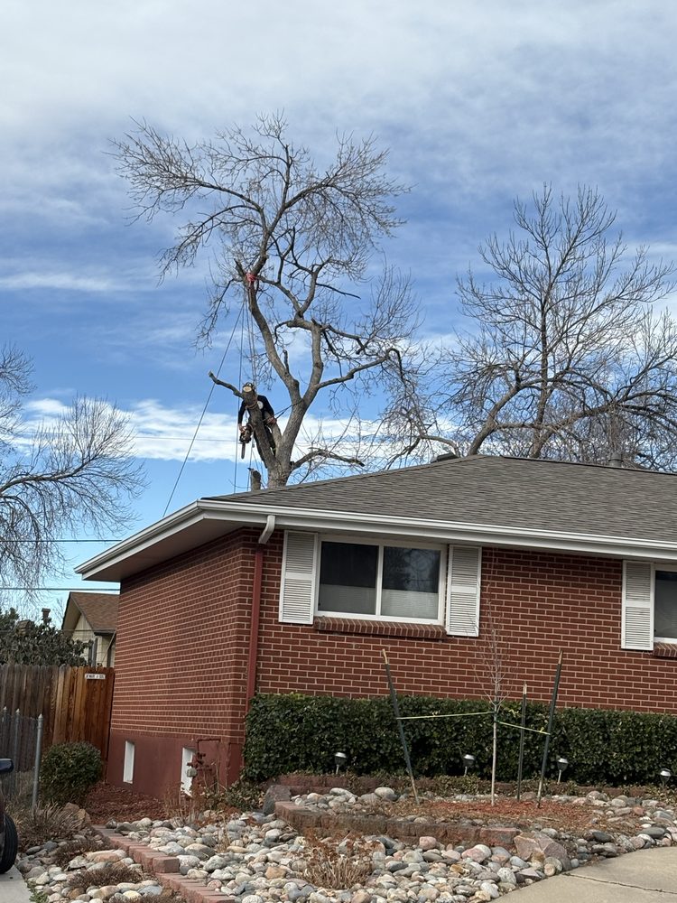 Senn's Tree Service - tree service in Arvada, CO