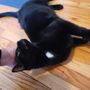 Pawfessional Pet Care