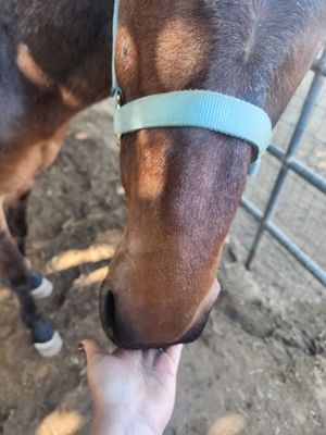 Blossom Peak Ranch by null