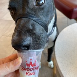 a black dog drinking from a smoothie cup a black dog drinking from a smoothie cup