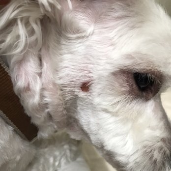 Mung Puppy Store - This is what I found the day after my dog got groomed. Found out the day after because it was hidden under his ear. - Pet Groomers Near Me - Los Angeles, California