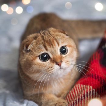 Scottish Fold Kittens - Get a kitten of your dream! Call us now 310-6978177 - Pet Stores Near Me - Los Angeles, California Scottish Fold Kittens - Get a kitten of your dream! Call us now 310-6978177 - Pet Stores Near Me - Los Angeles, California