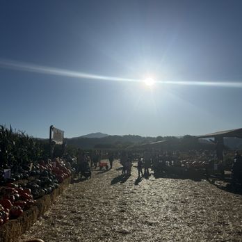 Spina Farms - Pumpkin market - Farmers Market Near Me - Morgan Hill, California Spina Farms - Pumpkin market - Farmers Market Near Me - Morgan Hill, California