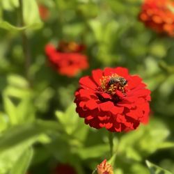 Hudson Wildflower Co