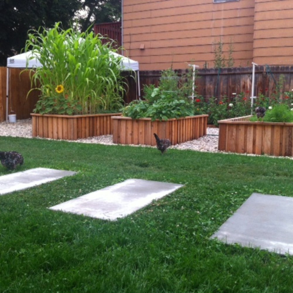 Pro Time Lawn Seed - ProTime Rough and Ready Lawn planted this last spring. Still super green after triple digit heat this summer in Boise Idaho - Nurseries & Gardening Near Me - Portland, Oregon Pro Time Lawn Seed - ProTime Rough and Ready Lawn planted this last spring. Still super green after triple digit heat this summer in Boise Idaho - Nurseries & Gardening Near Me - Portland, Oregon
