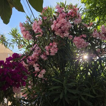 Caliu - Lovely foliage in garden patio - Spanish Near Me - Torremolinos, Massachusetts