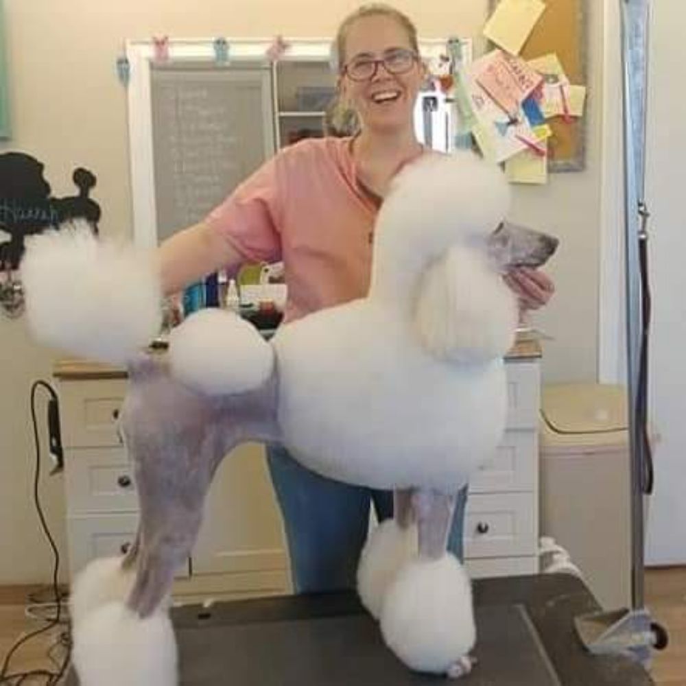 STUDIO CANINE 13 Photos Pet Groomers 3901 Louisiana Blvd NE