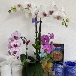 Sarah's Flowers - $ 150 phalanopsis orchids arrangement $ 150 10.07.25
