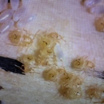 Doffdon Bedbug Exterminator - heat treated bed bugs dead in Dallas home - Pest Control Near Me - Dallas, Texas Doffdon Bedbug Exterminator - heat treated bed bugs dead in Dallas home - Pest Control Near Me - Dallas, Texas