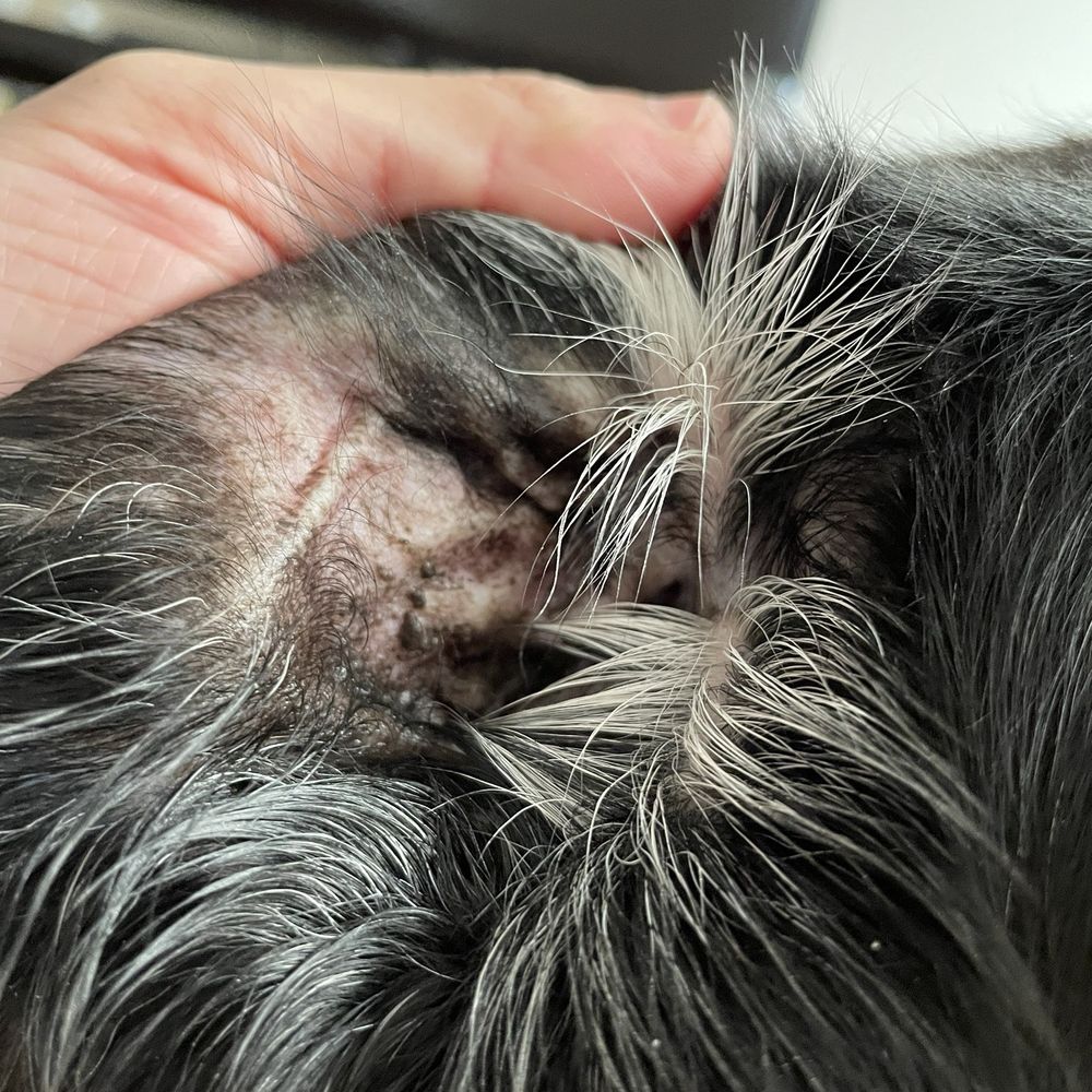 What Petco calls "ear cleaning"